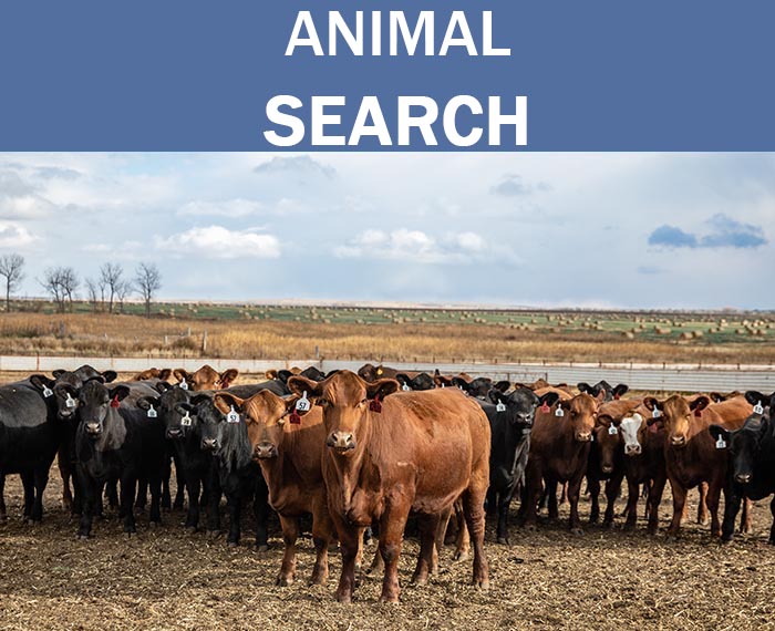 Simmental Animal Search